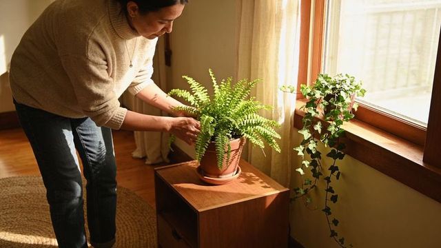 Woman tending potted fern by sunlit window in cozy living room