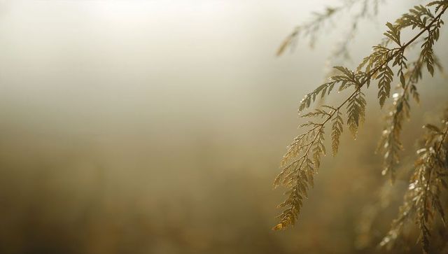 Dew-kissed ferny branch catching golden dawn light over misty meadow with soft bokeh