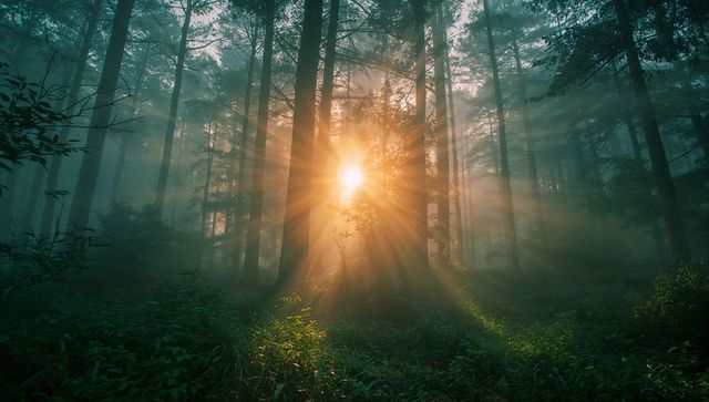 Golden Sunbeam Through Tall Pine Trees in Tranquil Misty Forest