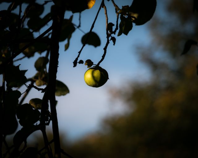 Alone apple apple tree autumn - Download Free Stock Photos Pikwizard.com
