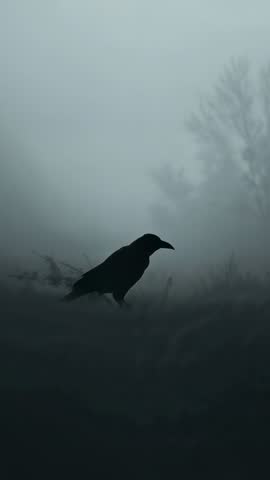 Vertical moody crow silhouette launching into dense morning fog over misty meadow field