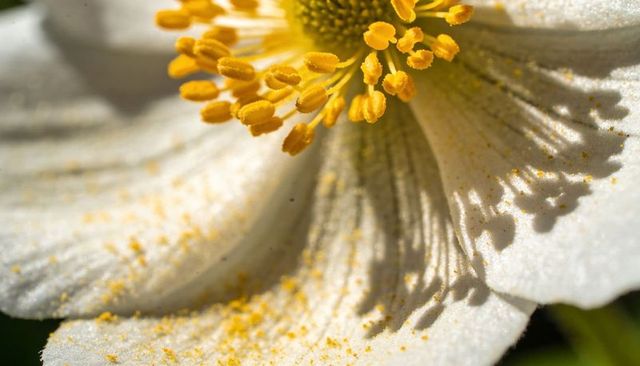 Showing macro closeup of white blossom with golden stamens and pollen dusting