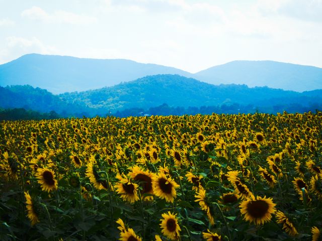 Mountain sunflower field - Download Free Stock Photos Pikwizard.com