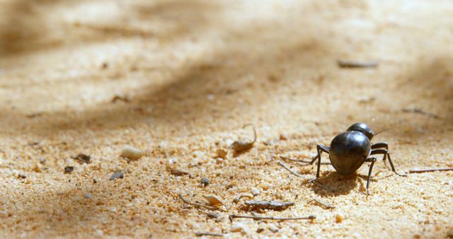 A shiny beetle navigates through sandy terrain. Its metallic sheen contrasts with the earthy tones of the grains around it.