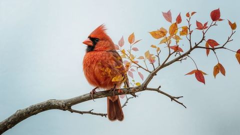 Northern Cardinal Perching in Autumn Environment