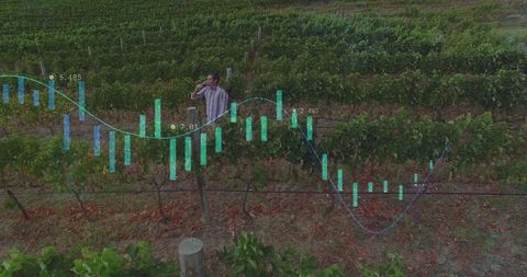 Farmer analyzing financial trends in vineyard