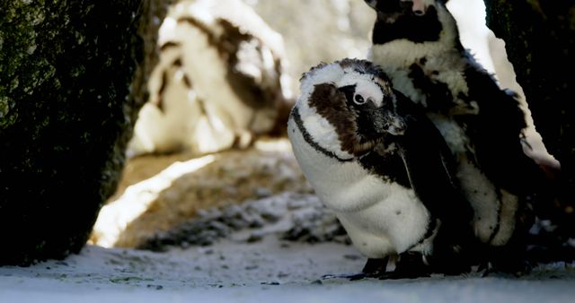 A molting penguin stands among others in a natural habitat. Shedding old feathers for new ones is essential for their survival in harsh climates.
