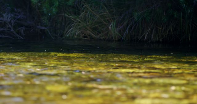 Clear Shallow Water with Submerged Vegetation and Reeds - Download Free Stock Images Pikwizard.com