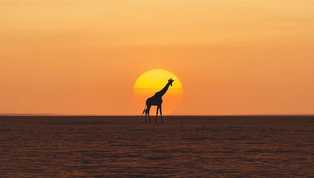 Giraffe Silhouette at Golden Sunset in Open Savanna