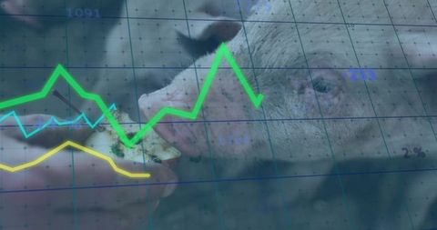 Pig Snout Eating Fruit with Data Overlay Visualizing Agricultural Trends