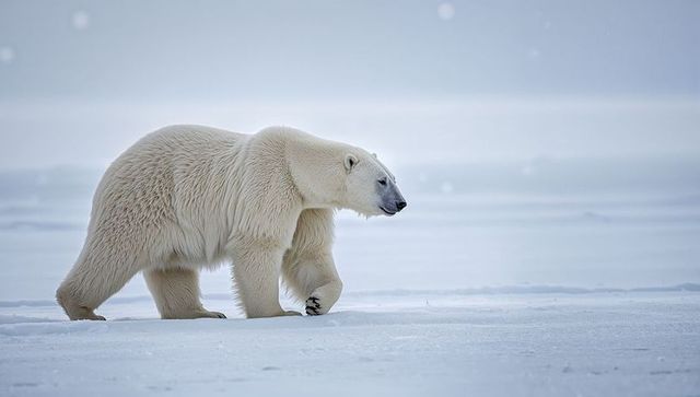 Majestic Polar Bear Strolling Across Arctic Sea Ice