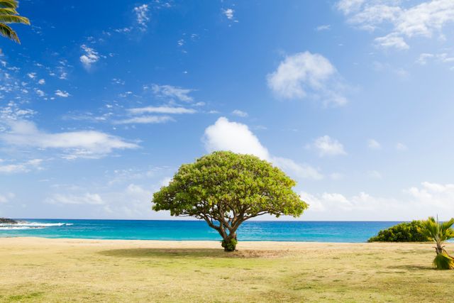 Green Tree on White Sand Near Sea Shore - Download Free Stock Photos Pikwizard.com