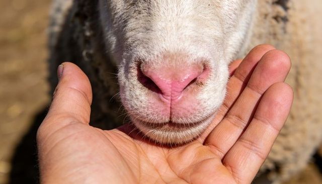 Cupping sheep muzzle with hand supporting pink nose and whiskers in sunlight on farm