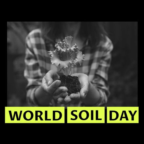 world soil day: female hands holding sprouting plant - Download Free Stock Templates Pikwizard.com
