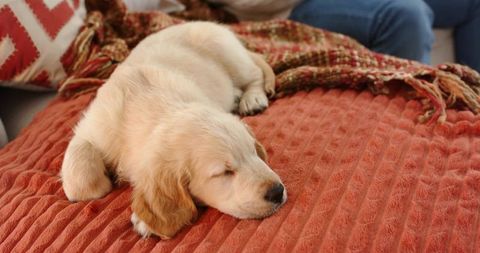 Golden retriever puppy sleeping on rust-orange blanket on sofa, cozy home pet lifestyle