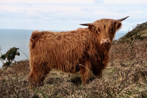 Red highland cow standing on windswept coastal moorland with long shaggy coat and horns