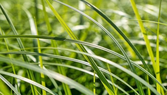 Ornamental grass blades arching in sunlight with glossy veins and soft bokeh background