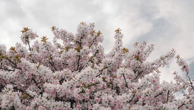 Cherry blossoms blooming beneath overcast sky, pink-white spring canopy filling frame