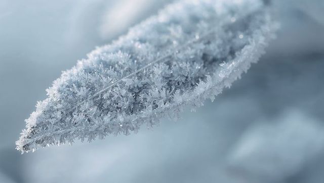 Glistening narrow leaf sparkling with hoarfrost crystals on frosty morning macro closeup