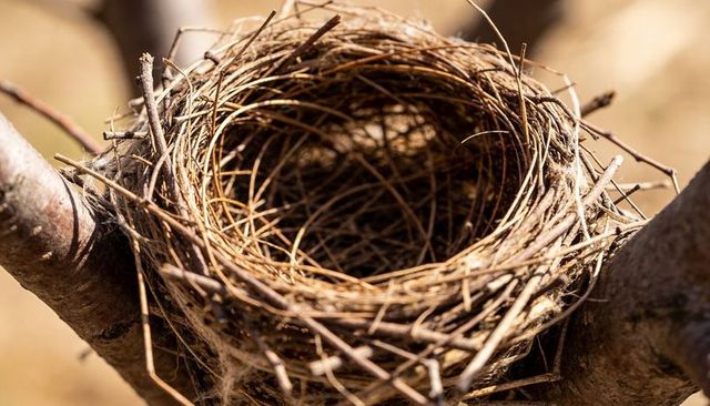 Sunlit empty woven bird nest resting in forked branches showing fibrous texture and spider silk