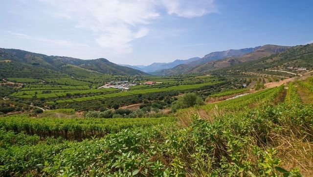 Terraced vineyard valley panorama with lush vine rows, rolling hills and mountain backdrop