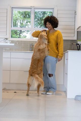 African american woman petting golden retriever in modern sunlit kitchen, cozy lifestyle