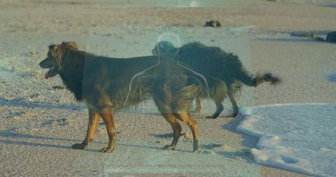 Playful dogs running across sandy blue beach