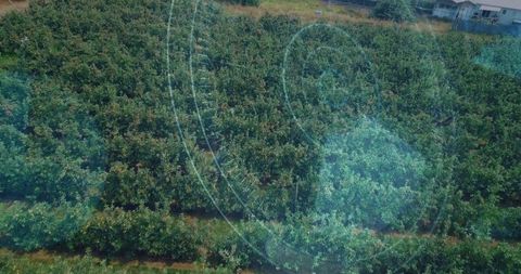 Overlooking orchard rows displaying dense canopy grid, dirt paths and lens flare