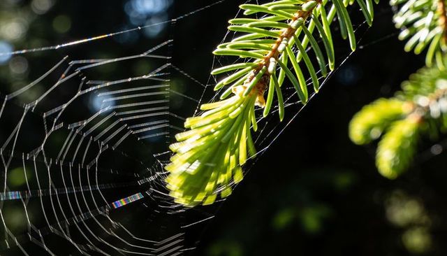Sunlit spruce tip catching iridescent orb spider web, macro forest bokeh