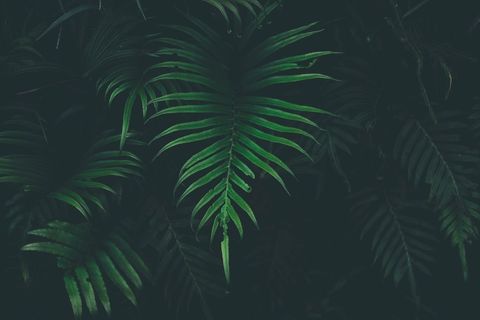 Mysterious Jungle Leaf Pattern with Soft Lighting