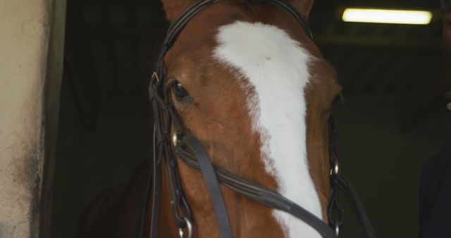 Brown horse with brown eyes wearing reins in horse stall close up. Nature, animal, racing, sport, competition and active lifestyle, unaltered.