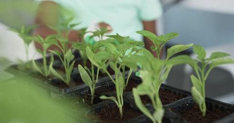 Classroom seedlings growing in trays for school gardening project and plant propagation