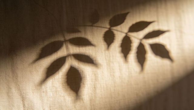 Leafy branch shadow casting on linen curtain with warm diagonal sunlight and soft texture