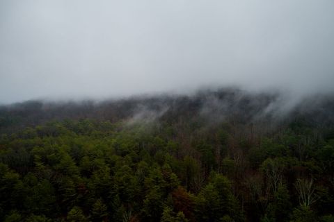 Foggy Forest Landscape During Misty Morning