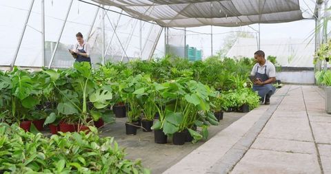 Diverse team inspecting plants in modern greenhouse