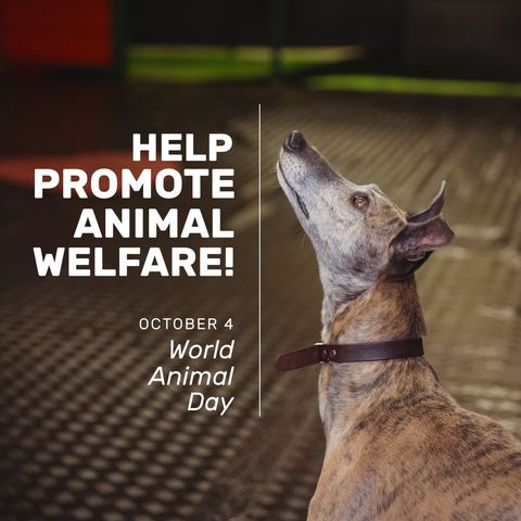 world animal day awareness campaign with greyhound dog - Download Free Stock Templates Pikwizard.com