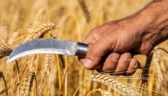 Farmer hand holding curved sickle harvesting golden wheat under summer sun, close-up