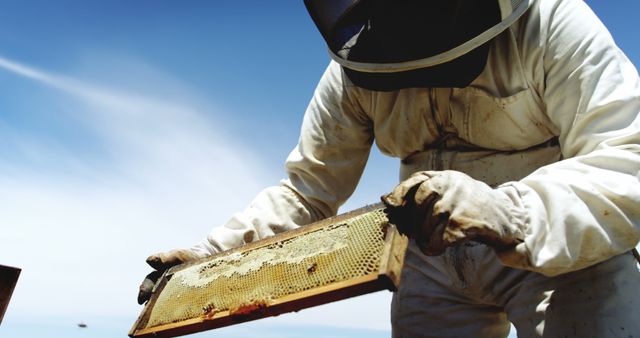 Beekeeper in Protective Suit Inspecting Honeycomb Frame - Download Free Stock Images Pikwizard.com