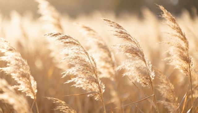 Swaying golden reed plumes backlit by warm sunlight in meadow at golden hour