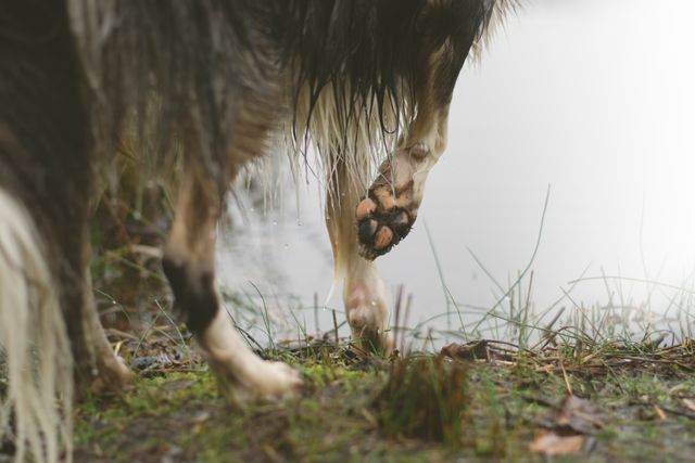 Close up of a dog’s paw walking along a nature trail with humid, natural surroundings. Perfect for use in pet care advertisements, veterinarian brochures, or outdoor adventure blogs featuring pets. Could also be used by animal behaviorists or for nature-themed promotions.