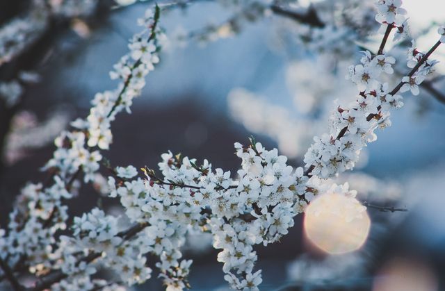 Close-up of White Blossoms on Flowering Tree Branch - Download Free Stock Photos Pikwizard.com