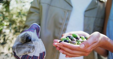Hands Holding Freshly Picked Olives in Harvesting Scene