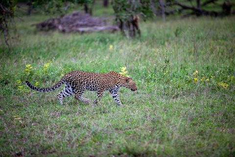 Leopard stalking through grassy African savanna, focused hunt and camouflage