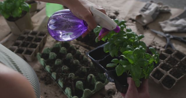 Person sprays water on fresh seedlings with purple spray bottle. Tray of seedlings, gardening tools and soil in background. Ideal for tutorials on indoor gardening, plant care tips, or sustainable living projects.
