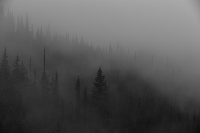 Mysterious Foggy Forest with Pine Trees during Autumn - Download Free Stock Photos Pikwizard.com