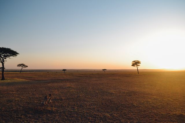 The silhouette of a cheetah prowling across the vast and empty terrain of the African savannah during sunset. Showcase the wilderness and natural beauty of Africa. Ideal for use in travel blogs, wildlife documentaries, conservation sites, and inspirational quotes.