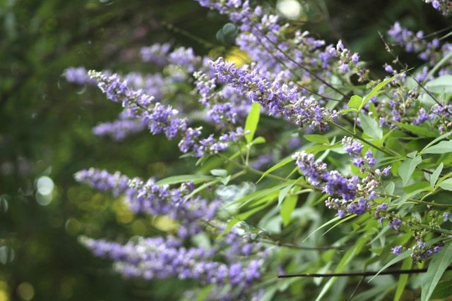 Close-Up of Purple Flowers Blooming on Bush - Download Free Stock Photos Pikwizard.com