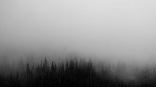 Dense fog enveloping forest trees for tranquil, moody scene perfect for nature-focused articles, websites, and backgrounds displaying peaceful, atmospheric settings.