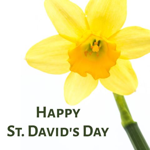 vibrant daffodil celebrating st. david's day - Download Free Stock Templates Pikwizard.com