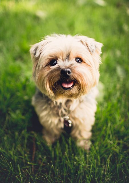 Adorable Yorkshire Terrier puppy sitting and smiling on green grass. Great for pet care promotions, advertisements for pet products, websites or blogs about dog care and training, and animal lovers' content. Image can be used to convey happiness, playfulness, and companionship.
